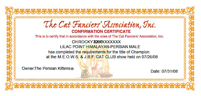 Pictures of Persian Kittens CFA Champion