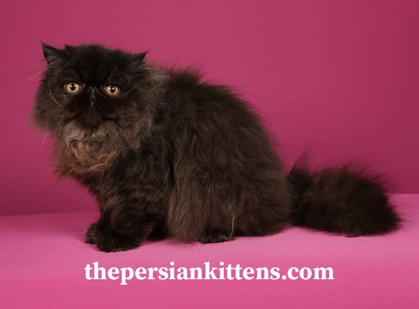 Black Persian cat available for adoption
