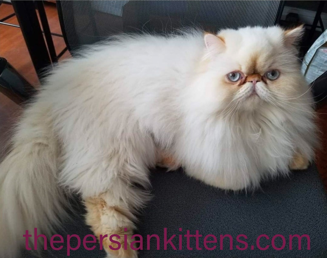Persian Kittens Image