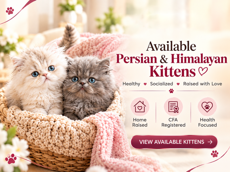 Persian Kittens