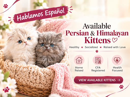 Persian Kittens