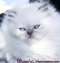 lilac point persian kitten