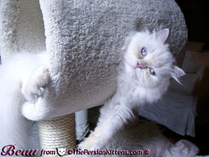 Persian Kittens Picture