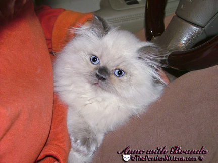 Pictures of Persian Kittens