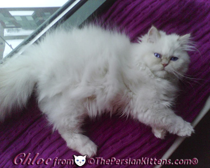 Cute Pictures of Persian Kittens