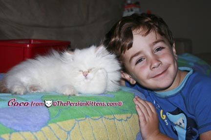 Pictures of White Persian Kittens