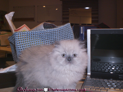 Persian Kitten Picture