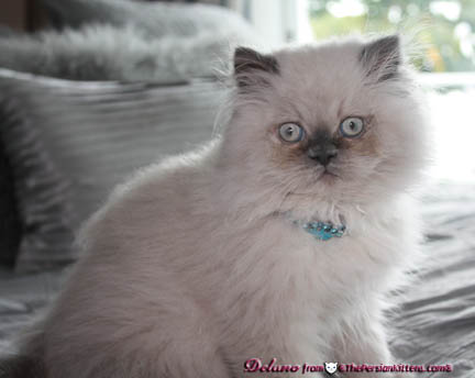 Persian Kitten Picture