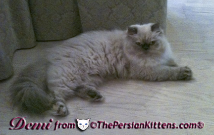 petitie persian kitten