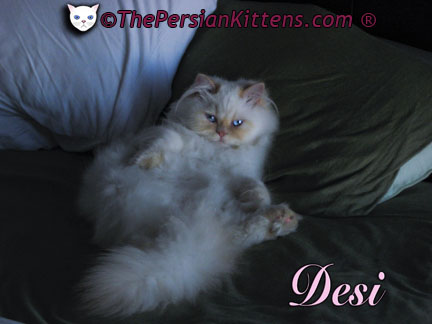 Persian Kittens images