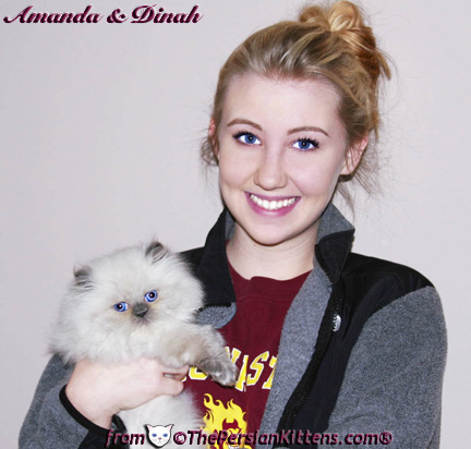 Persian Kitten Picture of Dinah & Miranda