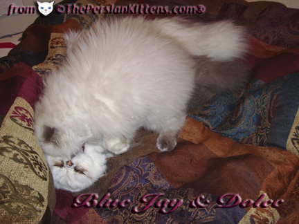 Pictures of Persian Kittens Playing 