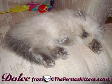 Persian Kittens Pictures Sleeping