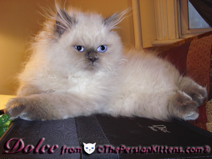 Pictures of Persian Kittens