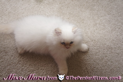 Pictures of Persian Kittens Maxx
