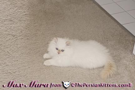 Pictures of Persian Kittens Maxx