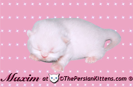 pictures of persian kitten