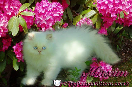 persian kitten