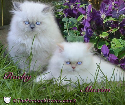 persian kitten hello kitty