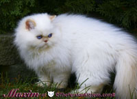 cream point himalayan kitten