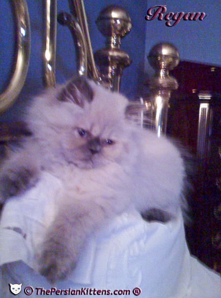 Persian Kittens Picture of Rudy
