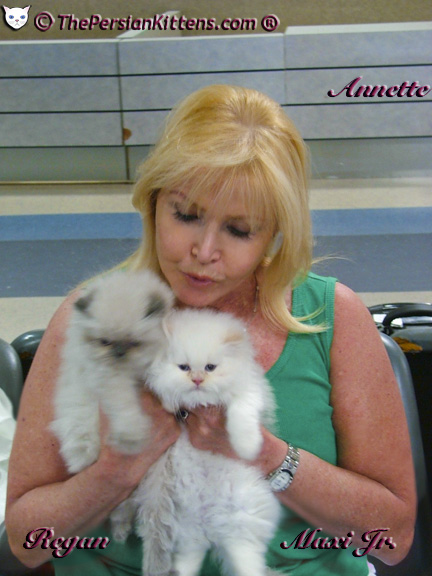 Persian Kittens Picture of Regan