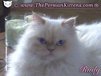 Persian Kittens Picture