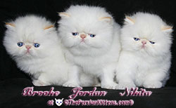 picture of three persian kittens