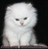 cream point Persian Kittens ©