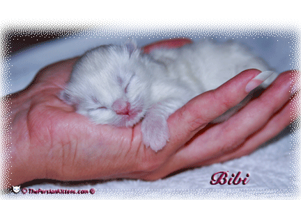 persian kitten pictures