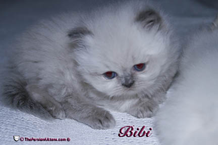 persian kitten pictures lilac point