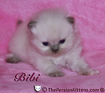 persian kitten pictures lilac point