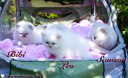 persian kitten pictures