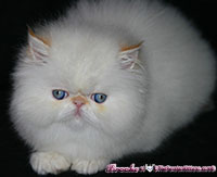persian kitten 
