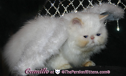angel persian kittens