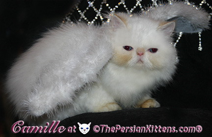 persian kittens