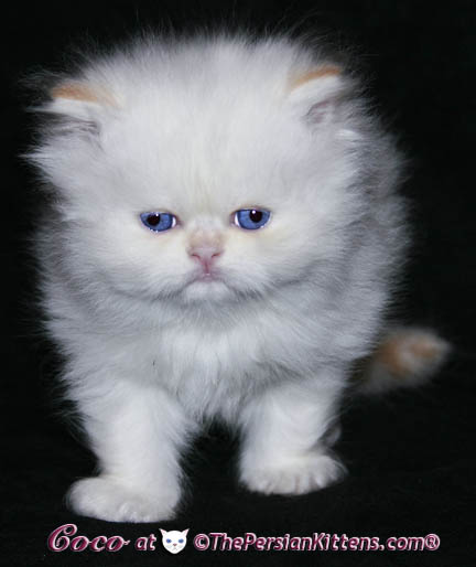 purebred persian kitten