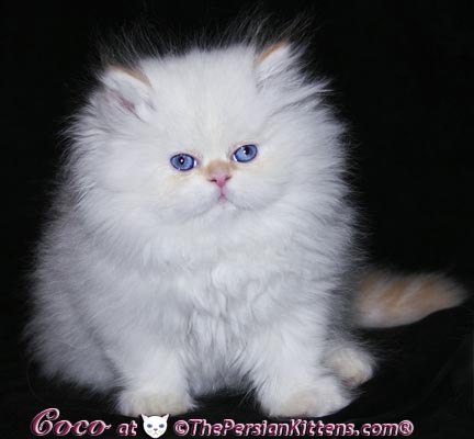 persian kitten picture