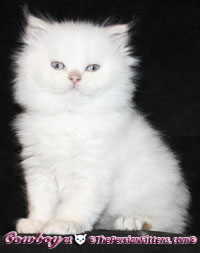 cream point persian himalayan kittens 