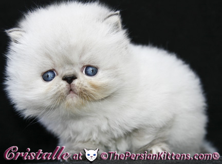 lilac cream point persian himalayan kittens