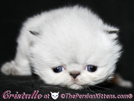 lilac cream point persian himalayan kittens