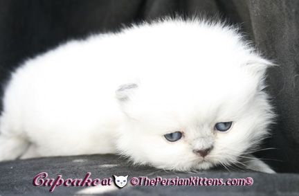 lilac point persian himalayan kittens