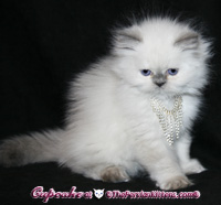 lilac point persian himalayan kitten