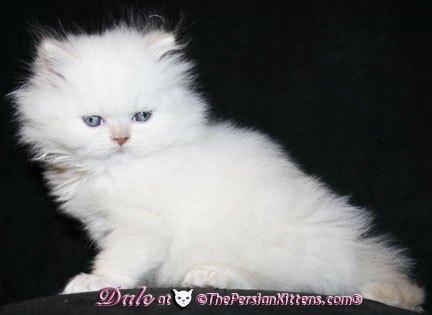 persian kittens