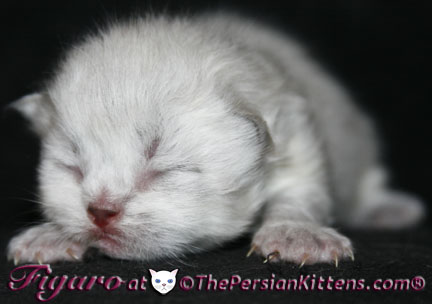 pictures of newborn persian kitten