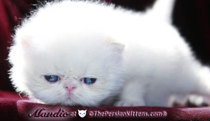 cream point persian kitten pictures