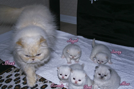 pictures of persian cats