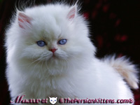 persian kittens images