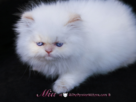 cream point persian kittens pictures