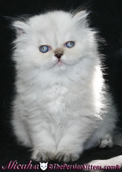 persian kitten 